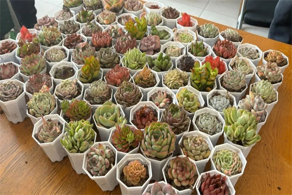 康復(fù)醫(yī)學(xué)院開展“播種綠色希望，共建美麗校園”植樹節(jié)主題活動